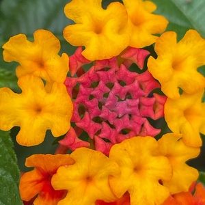 Meet your Posher, Allie